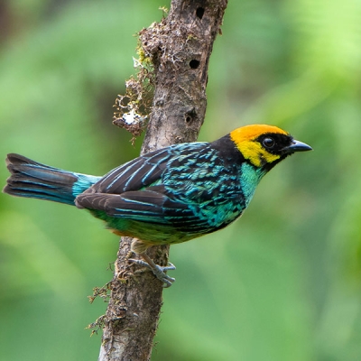 A Saffron-crowned Tanager perched on a small vertical branch