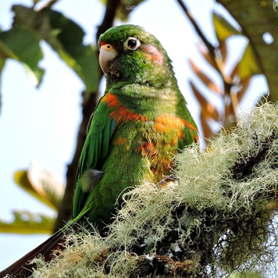 A Santa Marta Parakeet perches on a branch
