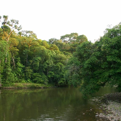 A river surrounded by trees