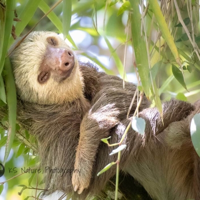 Sloth sleeping in a tree
