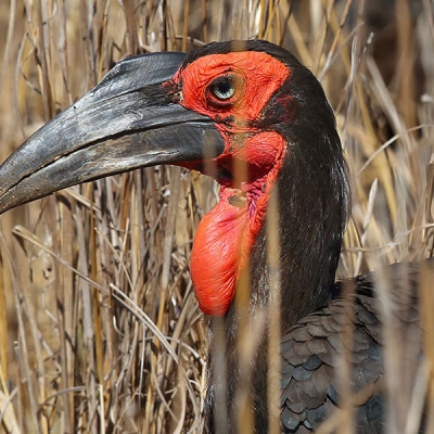 A Southern Ground-Hornbill amid tall grasses