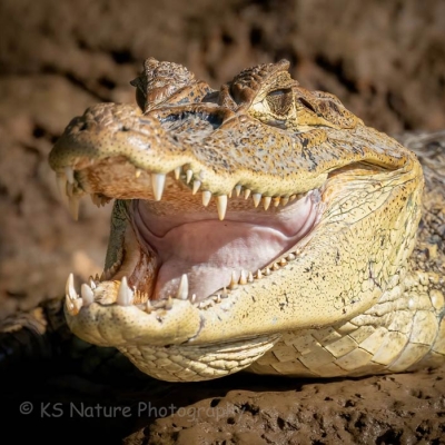 caiman up close with mouth open