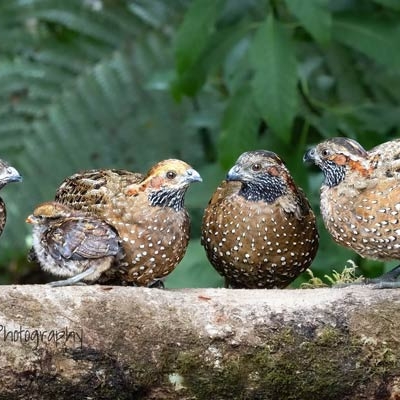 four quail sitting on a thick tree branch