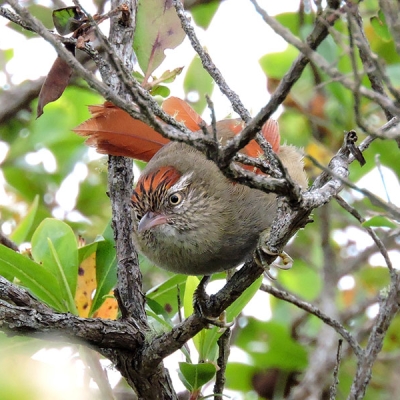 A Streak-capped Spinetail perches on a small branch