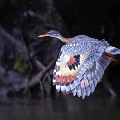 bird with patterned wings flying over water