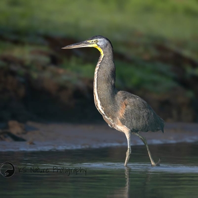 Bird walking in shallow water