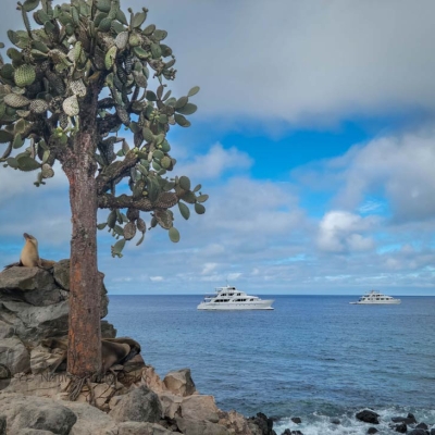 A sea lion rests on a rock under an Opuntia cactus in the foreground, with two small boats in the ocean in the background