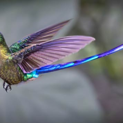 A Violet-tailed Sylph hummingbird in flight