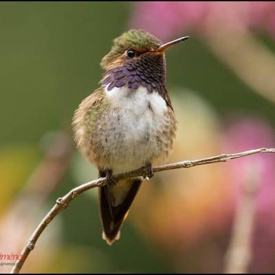 Volcano Hummingbird perched on a branch