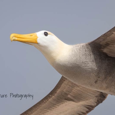 Close-up of a Waved Albatross in flight