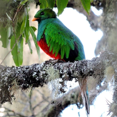 A White-tipped Quetzal perches in a tree