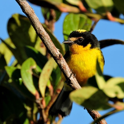 A Yellow-crowned Redstart sits perched on a branch