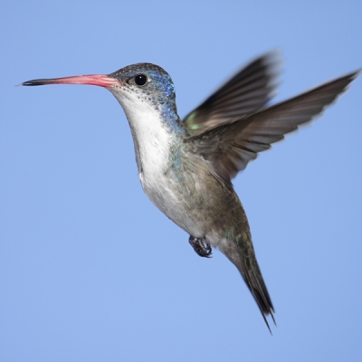 Violet-crowned Hummingbird in flight