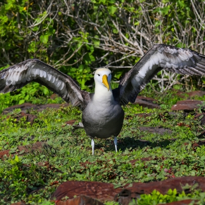 Waved Albatross in the Galápagos Islands