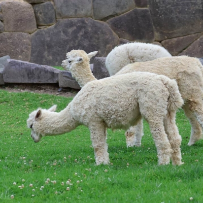 A group of alpacas in grass