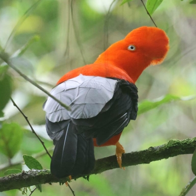 Bird with head crest on a branch