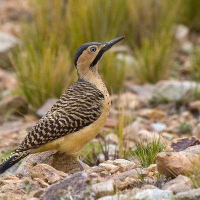 An Andean Flicker stands on rocky ground.