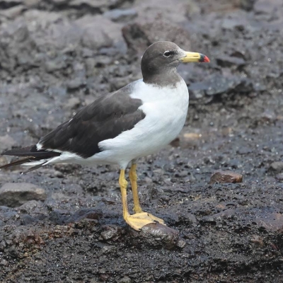 Gull sitting on rocky ground