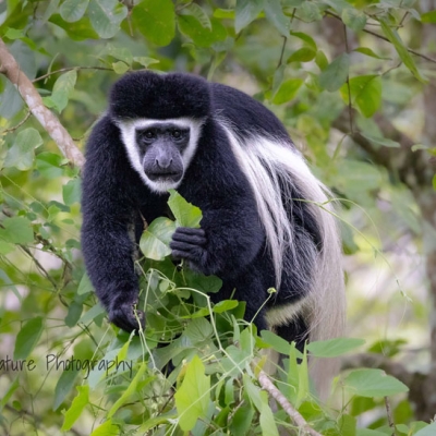 Black and white monkey in a tree