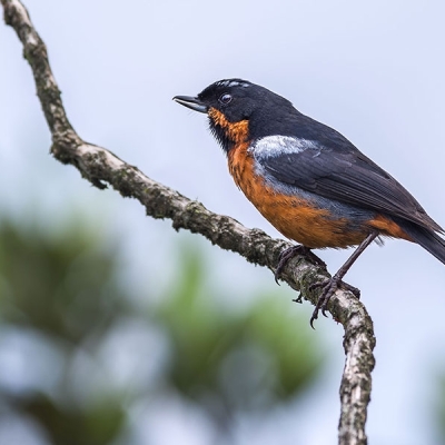 A Black-throated Flowerpiercer sits perched on a branch
