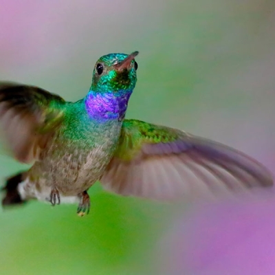 Hummingbird flying in the air