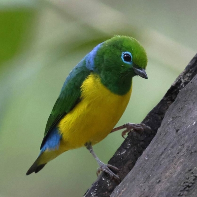 Bird angled on a branch