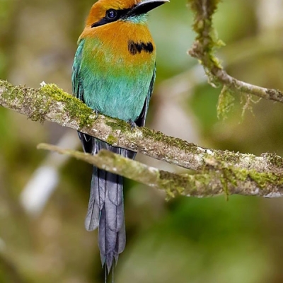 Bird sitting on a branch