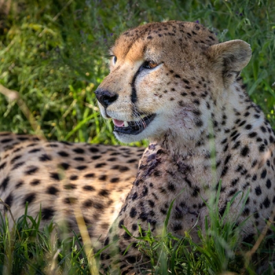 Cheetah laying down in grass