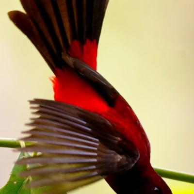 Bird diving down 