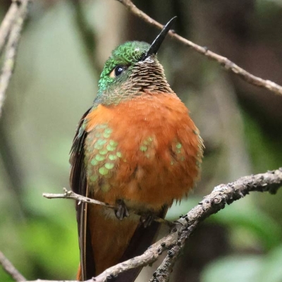 Hummingbird with its head in the air on a branch
