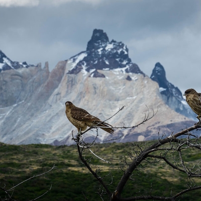 Two birds sitting on branches of a tree in front of a mountain range