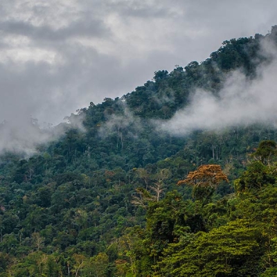 Forested mountain terrain with low-lying clouds.