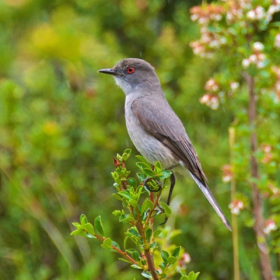 Small bird on a leafy stem