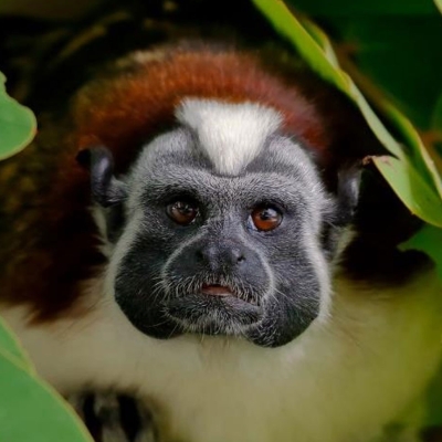 Tamarin looking into the camera