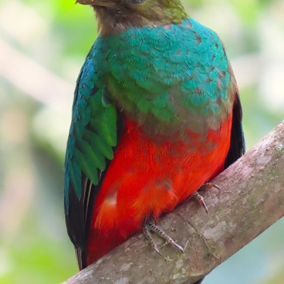 A Golden-headed Quetzal perched on a small branch.