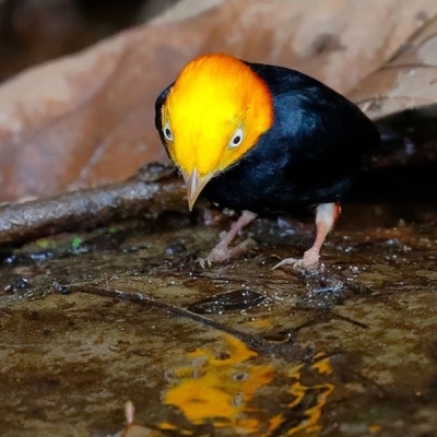 Bicolor bird stands on ground