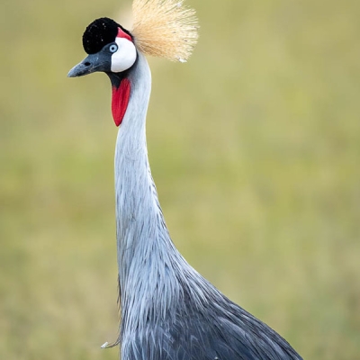 Tall bird looks into camera