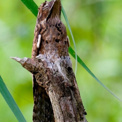 Bird sleeps standing up