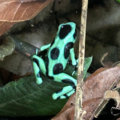 Green and black frog on a leaf