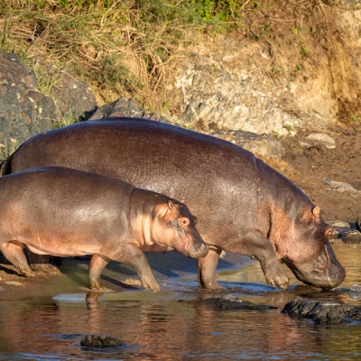 Adult and baby hippo walking to a watering hole