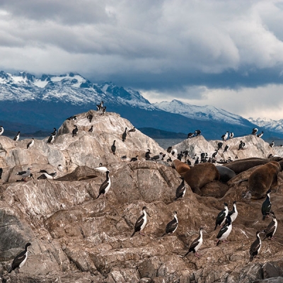 Flock of birds on a rocky landscape with a mountain range backdrop