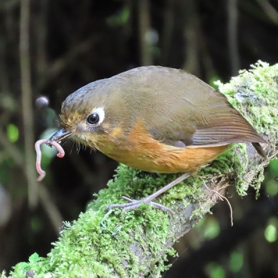 A Leymebamba Antpitta eating a worm.