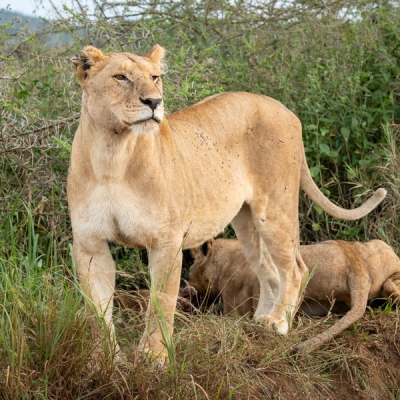 Female lion standing in grass