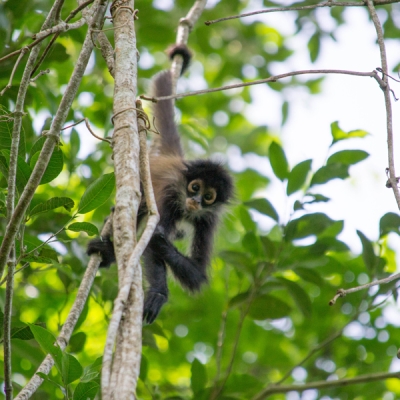 Yucatan spider monkey climbing down a tree