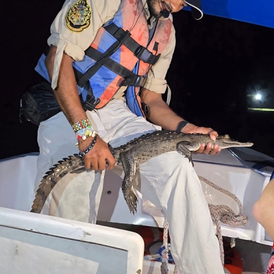 Baby caiman in someone's arms