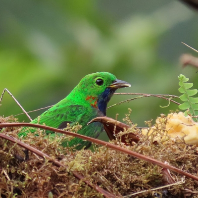 An Orange-eared Tanager sits in a mossy patch.