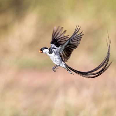 Bird with long tail in midflight