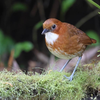 Antpitta standing on a mossy branch