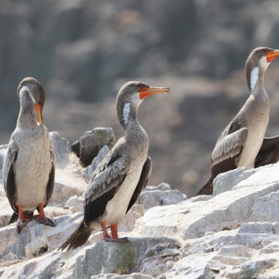 Three cormorants stand on a rock