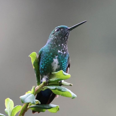 Dark-feathered hummingbird perched on leafy branch